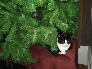 My cat Benedict Cumbercat is loving the Christmas tree. Because she loves it, I kind of don't want to take it down.